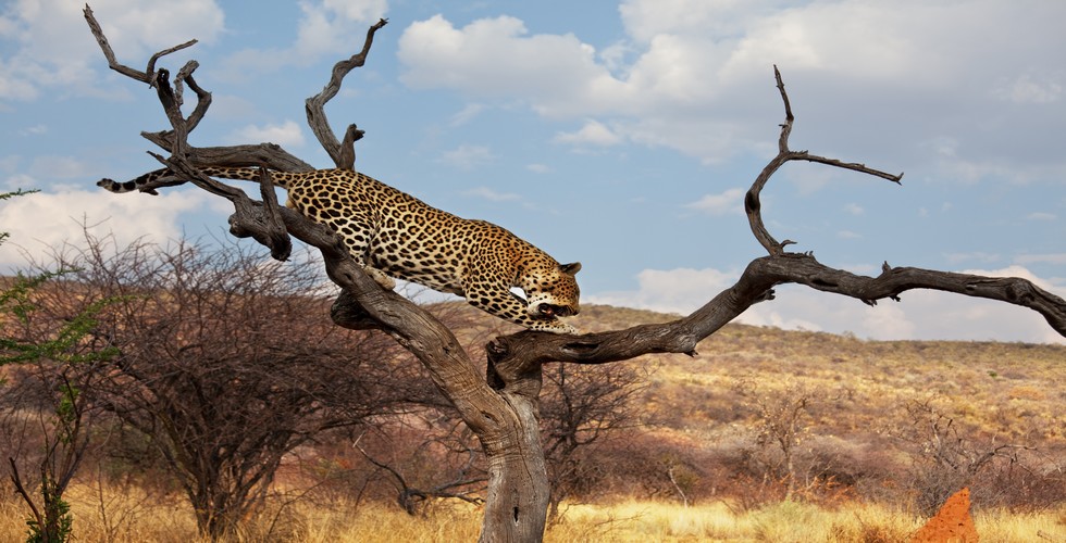 https://d3r8gwkgo0io6y.cloudfront.net/upload/manyara national park climbing tree cheetah.jpg